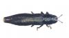 Aphanisticus sp.